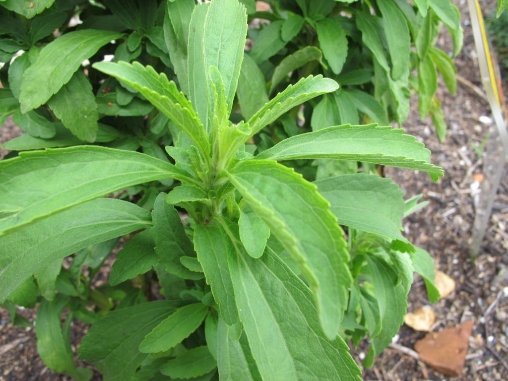 Stevia